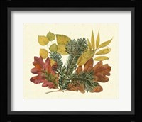 White Oak, Balsam Fir & Yellow Birch Fine Art Print