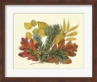 White Oak, Balsam Fir & Yellow Birch Fine Art Print