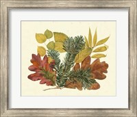 White Oak, Balsam Fir & Yellow Birch Fine Art Print