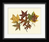Tulip Tree, Sweet Gum & Scarlet Oak Fine Art Print