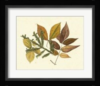 Elm, Spruce, Beech & Ash Fine Art Print