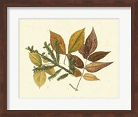 Elm, Spruce, Beech & Ash Fine Art Print