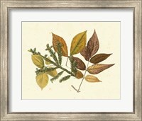 Elm, Spruce, Beech & Ash Fine Art Print