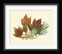 Red Maple, Tamarack & White Pine Fine Art Print