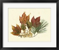Red Maple, Tamarack & White Pine Fine Art Print