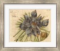 Blue Lotus Flower II Fine Art Print