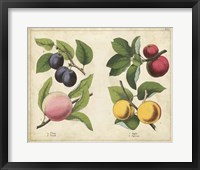 Kitchen Fruits I Framed Print