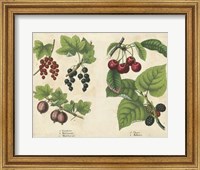 Kitchen Fruits III Fine Art Print