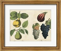 Kitchen Fruits IV Fine Art Print