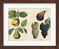 Kitchen Fruits IV Fine Art Print