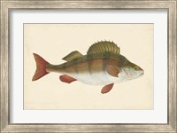 Antique Fish I Fine Art Print