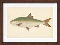 Antique Fish II Fine Art Print