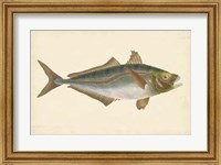 Antique Fish III Fine Art Print