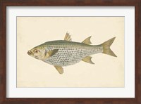 Antique Fish IV Fine Art Print