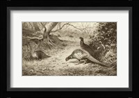 Pheasant Fine Art Print
