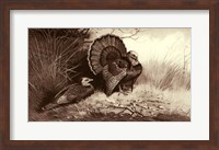 Wild Turkey Fine Art Print