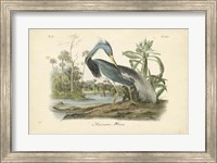Audubon's Louisiana Heron Fine Art Print