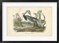 Audubon's Louisiana Heron Fine Art Print