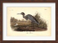 Audubon's Blue Heron Fine Art Print