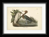 Audubon's Reddish Egret Fine Art Print