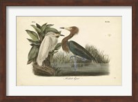 Audubon's Reddish Egret Fine Art Print