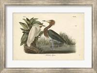 Audubon's Reddish Egret Fine Art Print