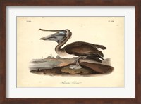 Audubon's Brown Pelican Fine Art Print