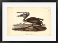Audubon's Brown Pelican Fine Art Print