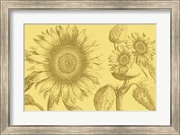 Golden Sunflowers II Fine Art Print
