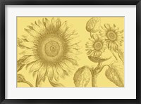 Golden Sunflowers II Fine Art Print