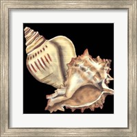 Tandem Shells I Fine Art Print