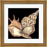 Tandem Shells II Fine Art Print