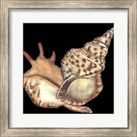 Tandem Shells II Fine Art Print