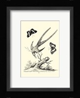 B&W Longtailed Hummingbird  (1742) Fine Art Print