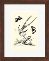 B&W Longtailed Hummingbird  (1742) Fine Art Print