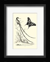 B&W Long. Tailed Hummingbird (1742) Fine Art Print