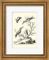 B&W The Hummingbirds (1742) Fine Art Print