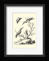 B&W The Hummingbirds (1742) Fine Art Print