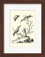 B&W The Hummingbirds (1742) Fine Art Print