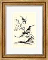 B&W Grt. & Less. Hummingbird (1742) Fine Art Print