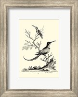 B&W Grt. & Less. Hummingbird (1742) Fine Art Print