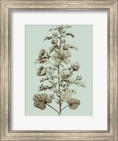 Small Imperial Munting I Fine Art Print