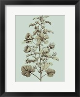 Small Imperial Munting I Fine Art Print