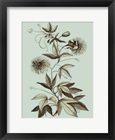 Small Imperial Munting III Fine Art Print