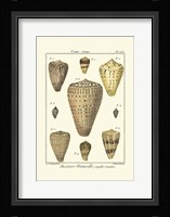 Cone Shells, Pl. 333 Fine Art Print