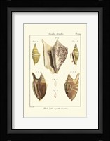 Strombe Shells, Pl. 409 Fine Art Print