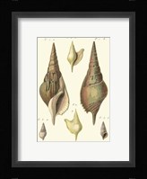 Rostellaire Shells, Pl. 411 Fine Art Print