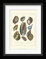 Conchology Collection II Fine Art Print