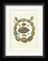 Conchology Collection III Fine Art Print
