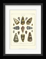 Conchology Collection IV Fine Art Print